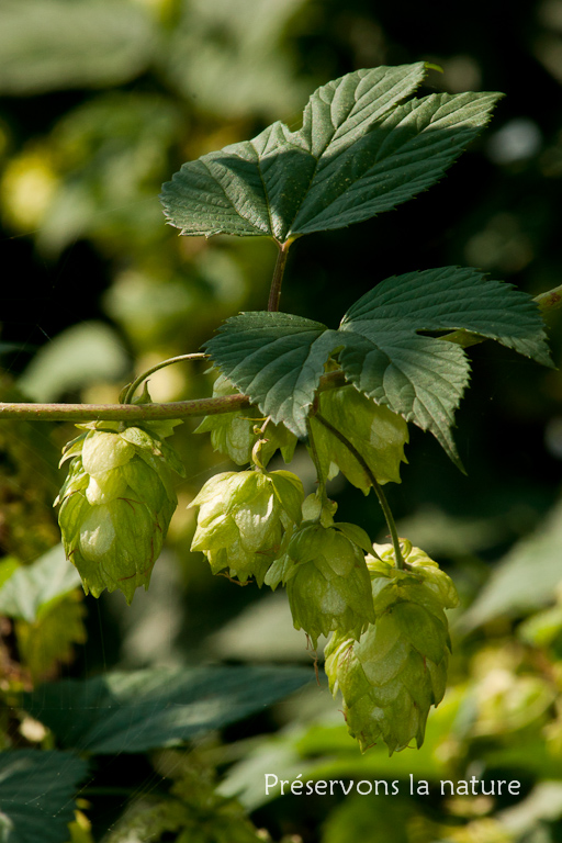 Cannabaceae, Humulus lupulus 