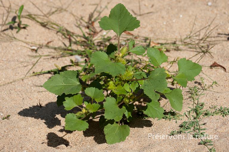 Asteraceae, Xanthium orientale 