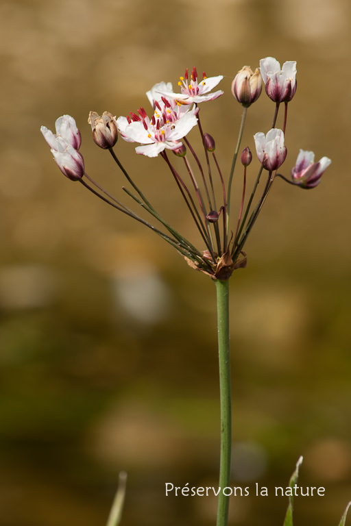 Butomaceae, Butomus umbellatus 