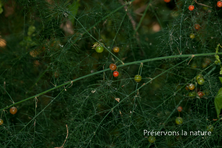 Asparagus officinalis, Liliaceae 