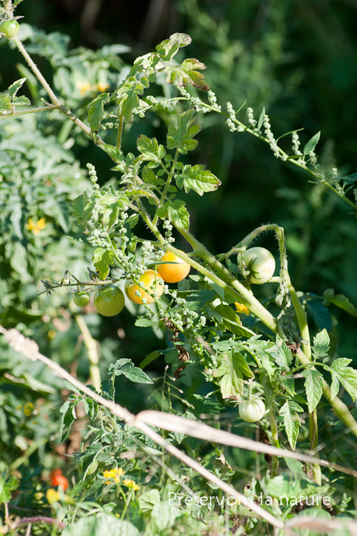 Lycopersicon esculentum, Solanaceae 