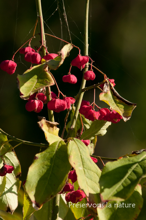 Celastraceae, Evonymus europaeus 