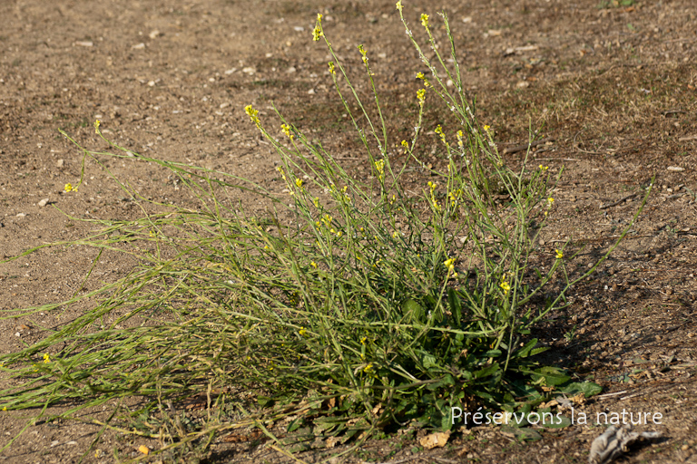 Brassicaceae, Sisymbrium officinale 