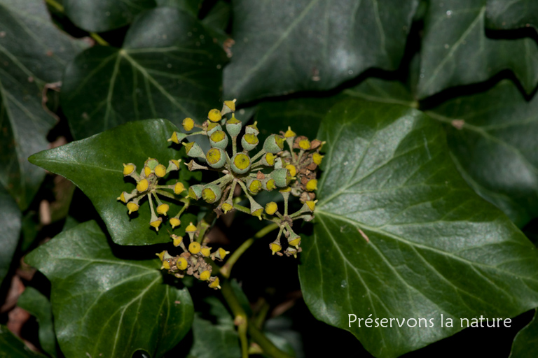 Arialaceae, Hedera helix 