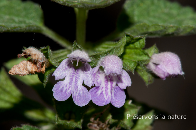 Ballota nigra, Lamiaceae 