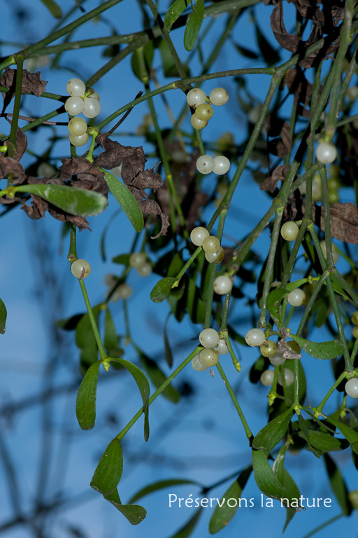 Loranthaceae, Viscum album 