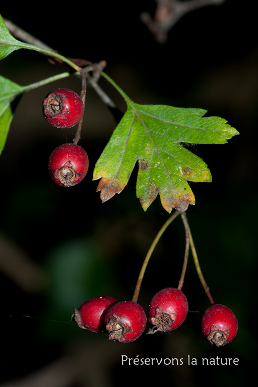 Crataegus monogyna, Malaceae 