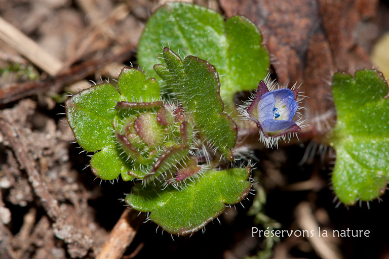 Scrophulariaceae, Veronica hederifolia 