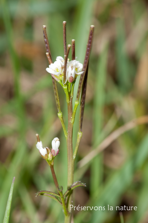 Brassicaceae, Cardamine hirsuta 