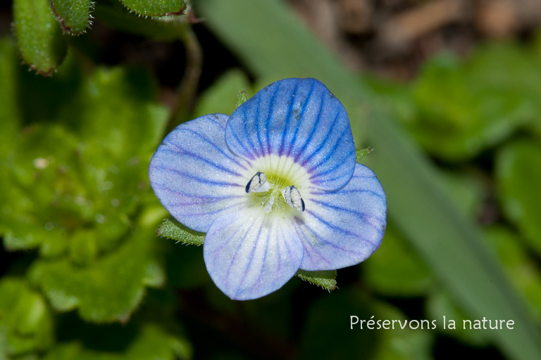 Scrophulariaceae, Veronica persica 