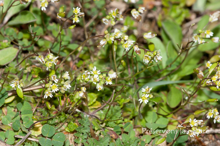 Brassicaceae, Erophila verna 