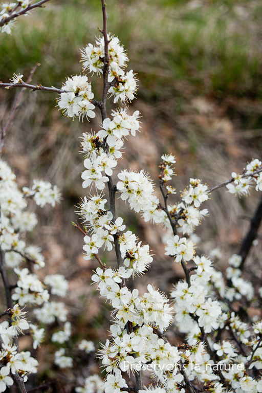 Prunus spinosa, Rosaceae 