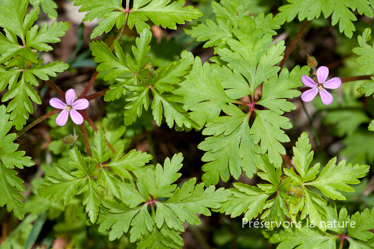 Geraniaceae, Geranium robertianum 