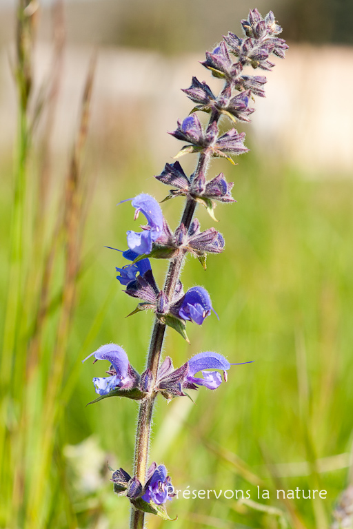 Lamiaceae, Salvia pratensis 