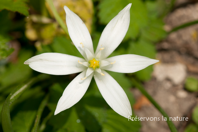 Liliaceae, Ornithogalum umbellatum 