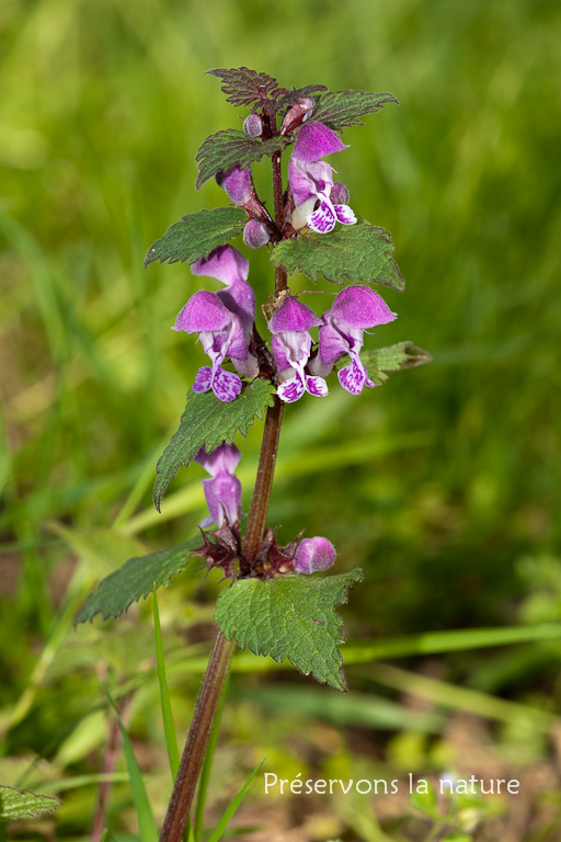 Lamiaceae, Lamium maculatum 