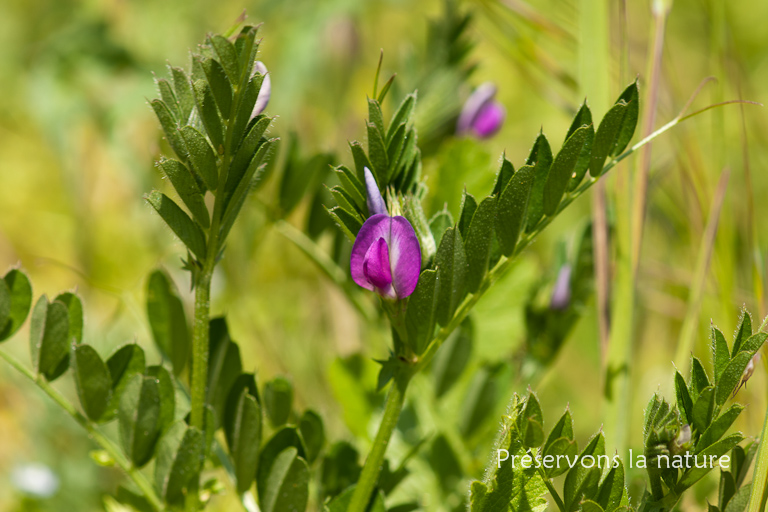 Fabaceae, Vicia sativa 