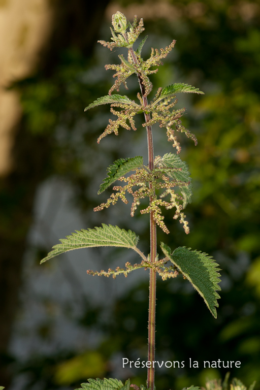 Urtica dioica, Urticaceae 