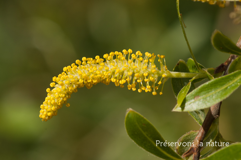 Salicaceae, Salix alba 