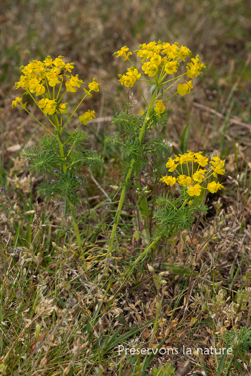 Euphorbia cyparissias, Euphorbiaceae 