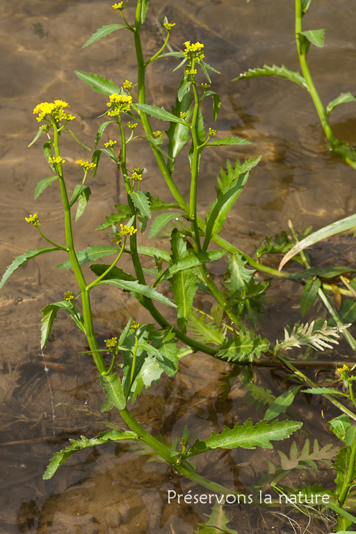 Brassicaceae, Rorippa amphibia 