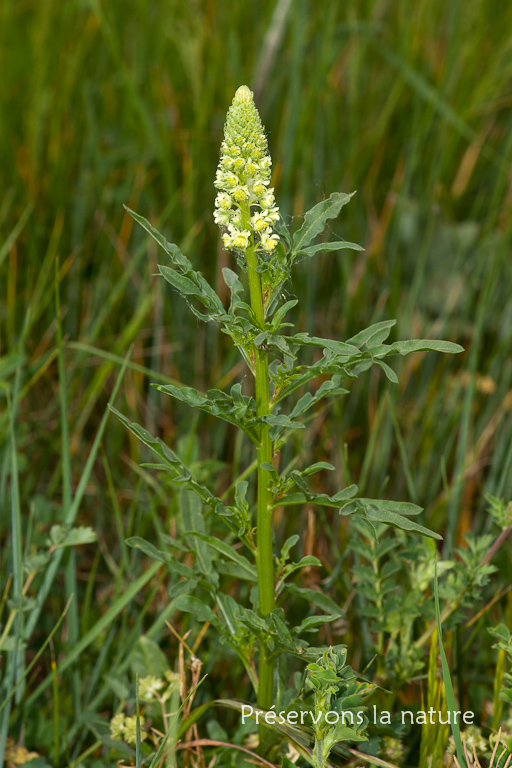 Reseda lutea, Resedaceae 