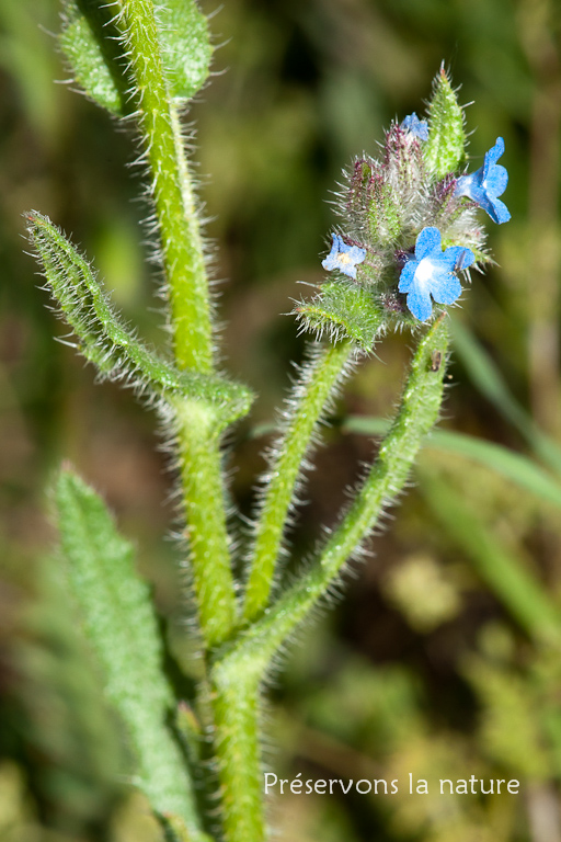 Anchusa arvensis, Boraginaceae 