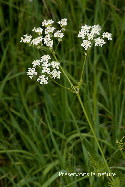 Anthriscus sylvestris, Apiaceae 