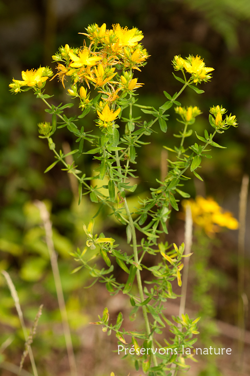 Hypericaceae, Hypericum perforatum 