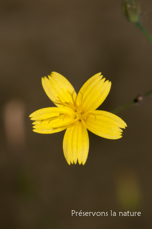 Asteraceae, Mycelis muralis 