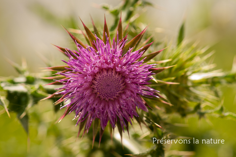 Asteraceae, Carduus nutans 