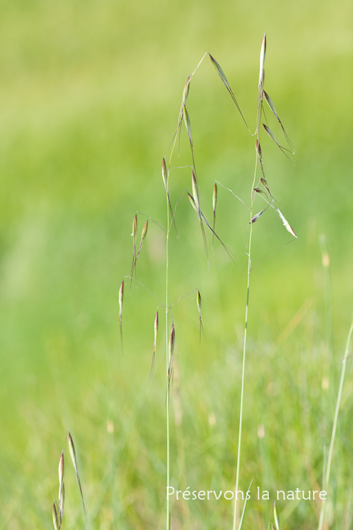 Avena fatua, Poaceae 