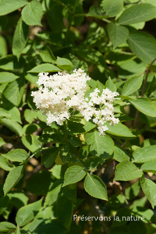 Caprifoliaceae, Sambucus nigra 