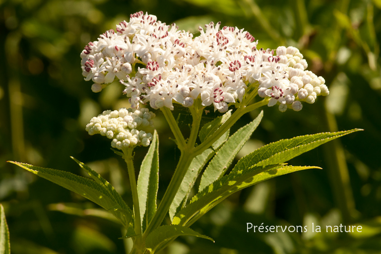 Caprifoliaceae, Sambucus ebulus 