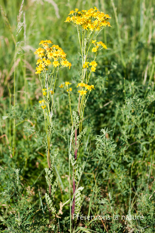 Asteraceae, Senecio jacobaea 