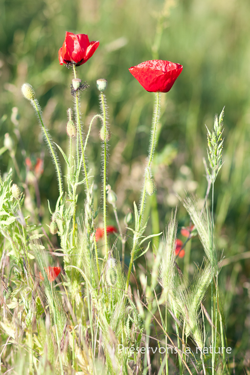 Papaver rhoeas, Papaveraceae 