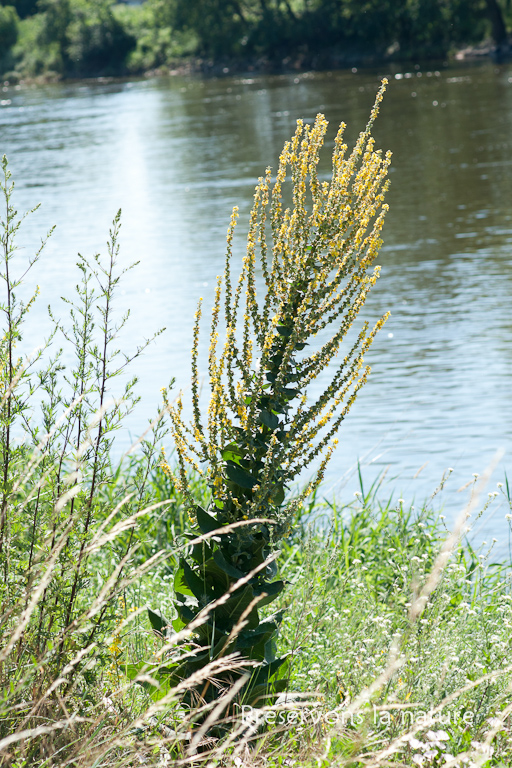 Scrophulariaceae, Verbascum pulverulentum 