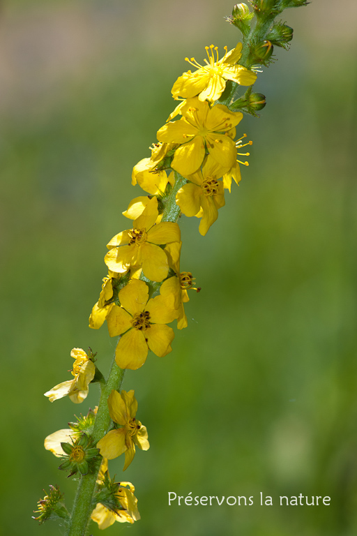 Agrimonia eupatoria, Rosaceae 