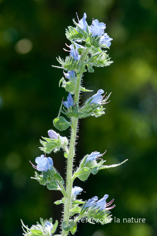 Boraginaceae, Echium vulgare 