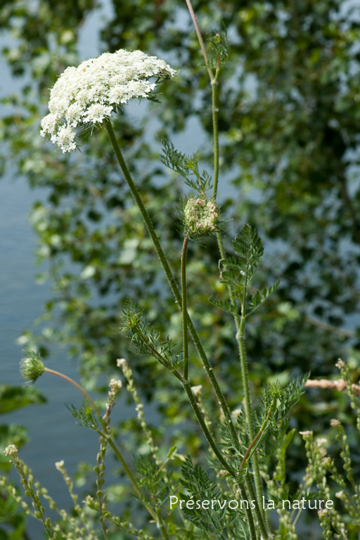 Apiaceae, Daucus carota 