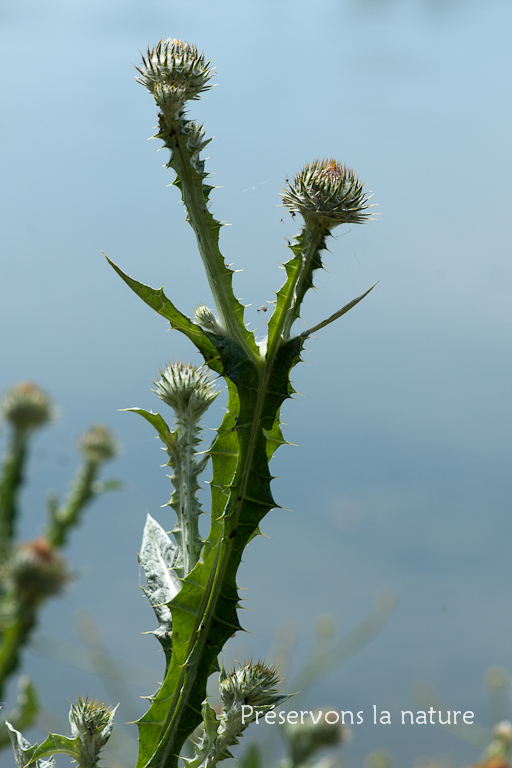 Asteraceae, Onopordum acanthium 
