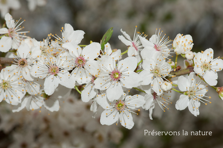 Prunus domestica, Rosaceae 