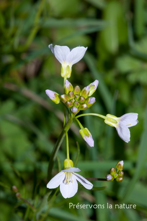 Brassicaceae, Cardamine pratensis 