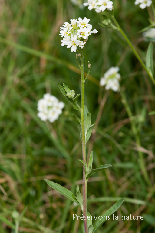 Berteroa incana, Brassicaceae 