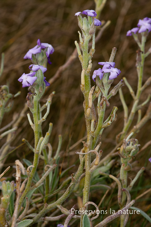 Brassicaceae, Matthiola sinuata 