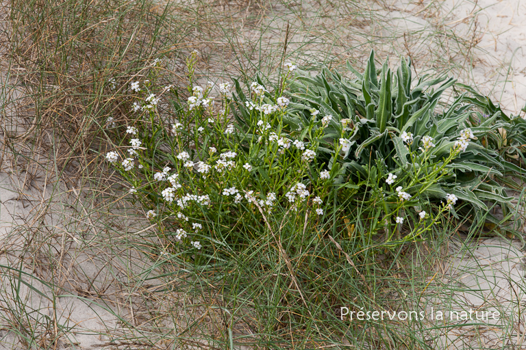 Brassicaceae, Cakile maritima 