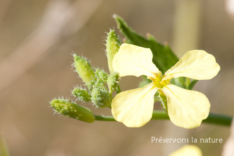 Brassicaceae, Raphanus raphanistrum subsp. maritimus 