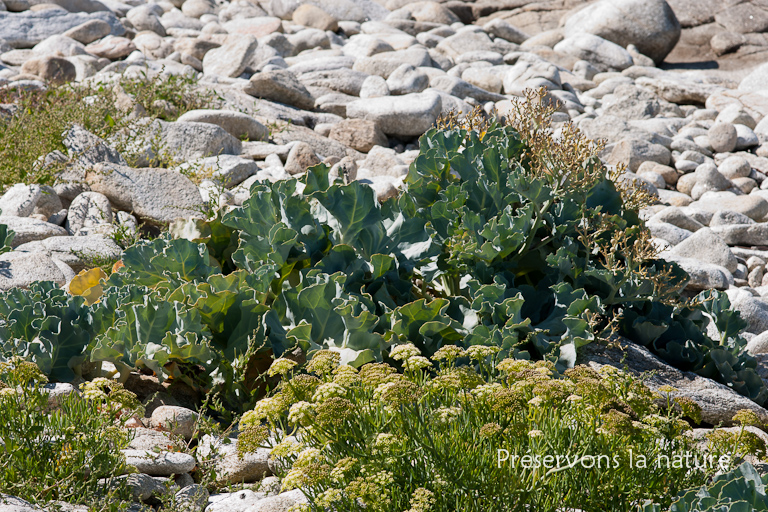 Brassicaceae, Crambe maritima 