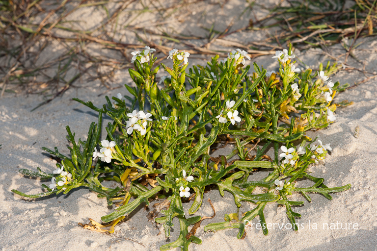 Brassicaceae, Cakile maritima 