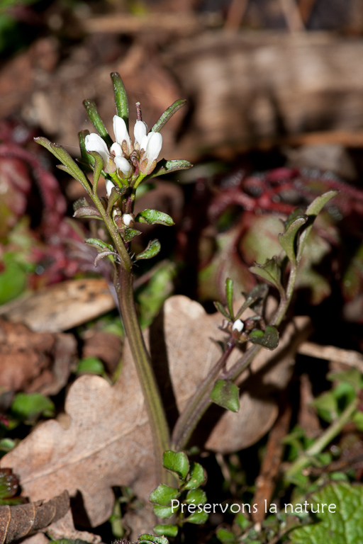 Brassicaceae, Cardamine hirsuta 